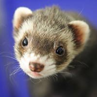 This Ferret Can Make You Money